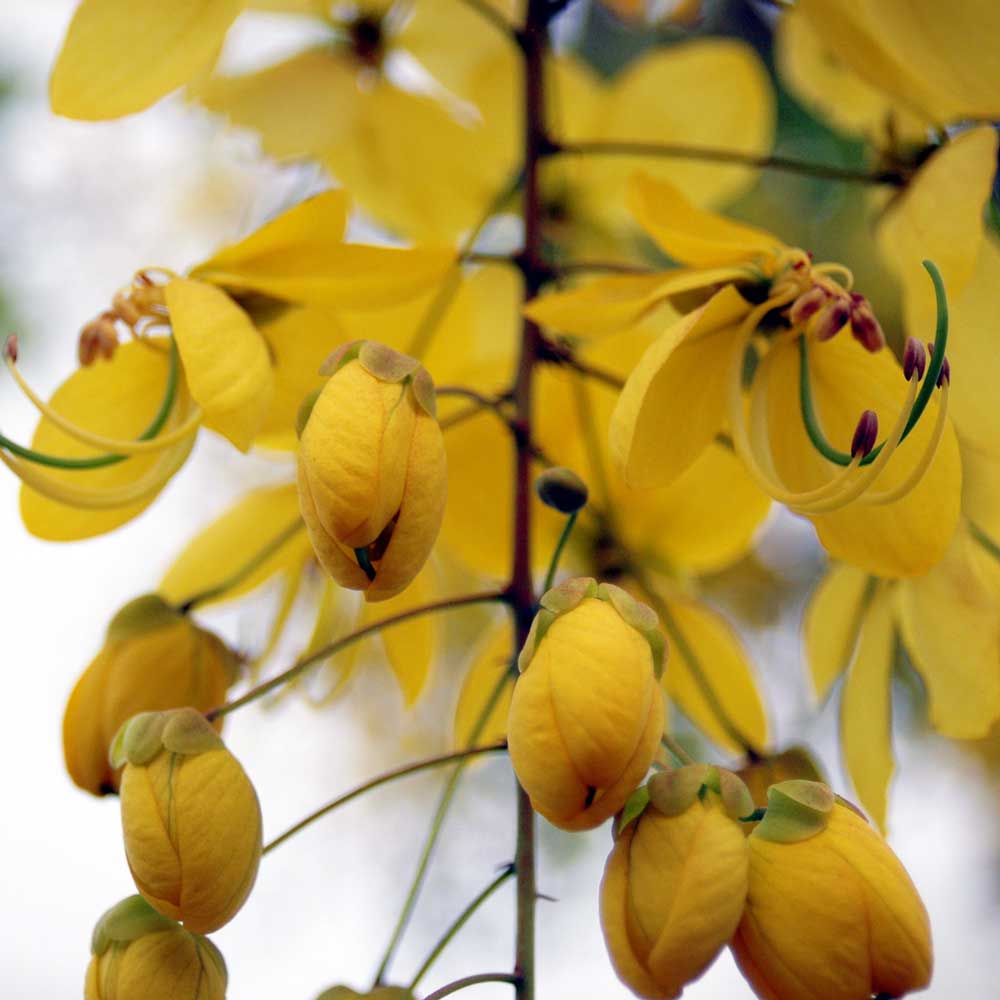 Cây Bò Cạp Vàng