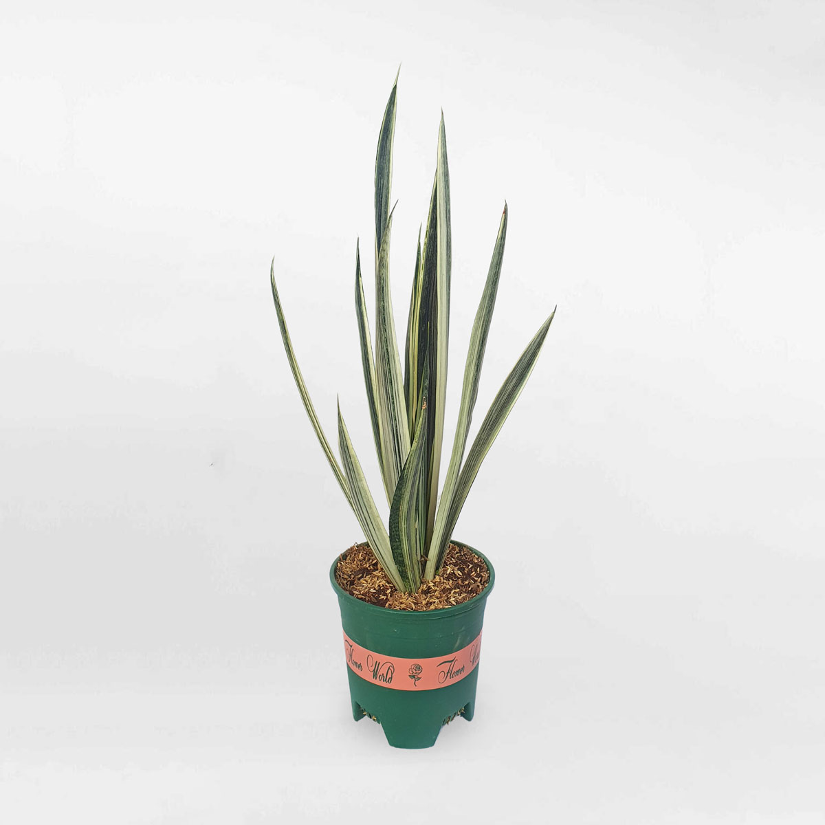 Cây lưỡi hổ Bantel Sensation chậu ươm STBS001