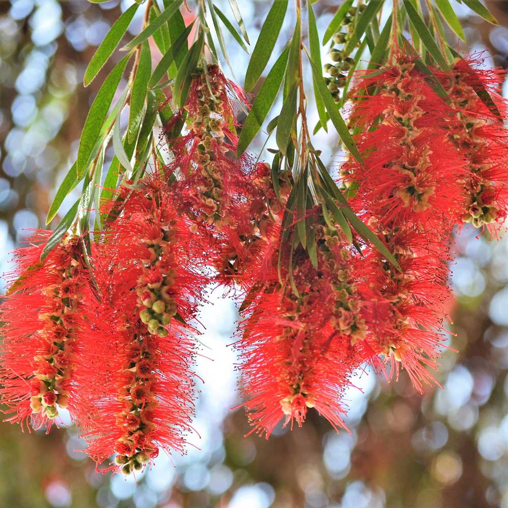 Cây Tràm Bông Đỏ
