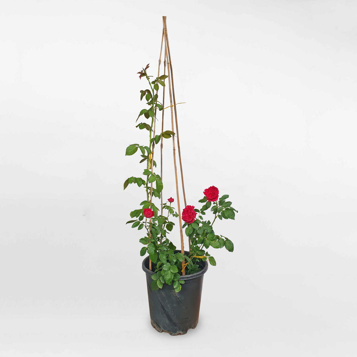 Cây hoa hồng leo Red Eden form cúp size nhỏ ROSE008