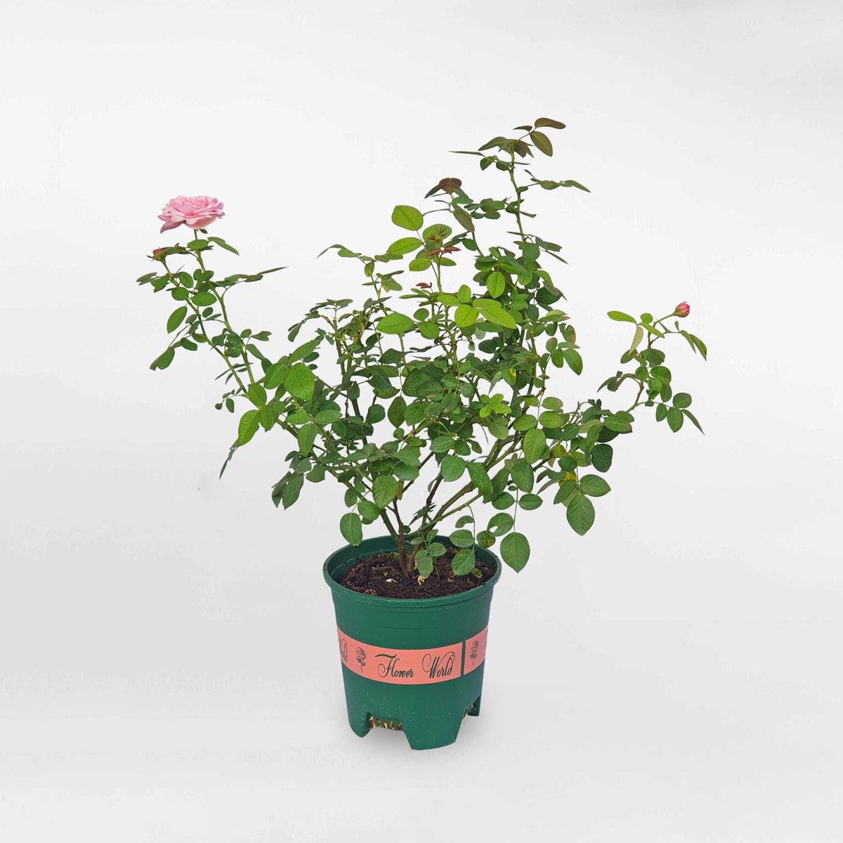 Hoa hồng ngoại Carey màu hồng size nhỏ ROSE012