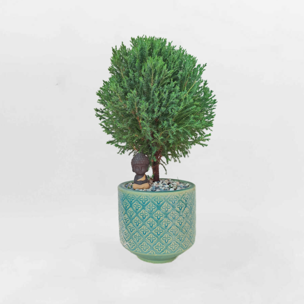 Cây tùng bồng lai tiểu cảnh chậu sứ thổ cẩm TUBO005