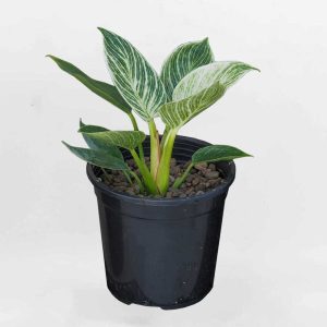 Cây Đế Vương Kim Cương